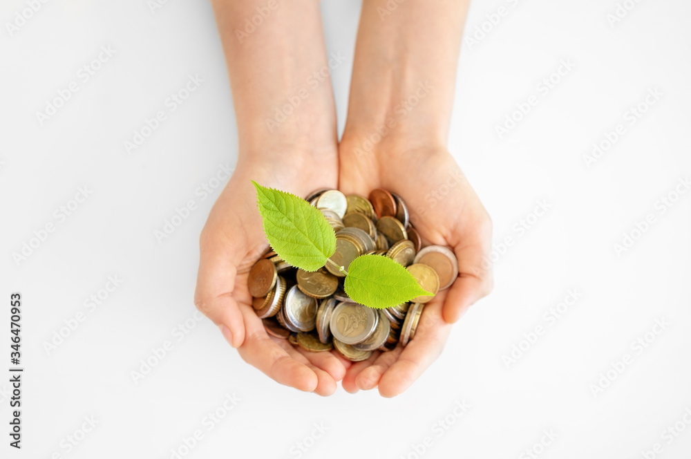 Money tree. Business growth and development concept. Top view of hands holding young green tree sprout growing up from euro coins at white background. Copy space. Money tree. Business growth and development concept. Top view of hands holding young green tree sprout growing up from euro coins at white background. Copy space.