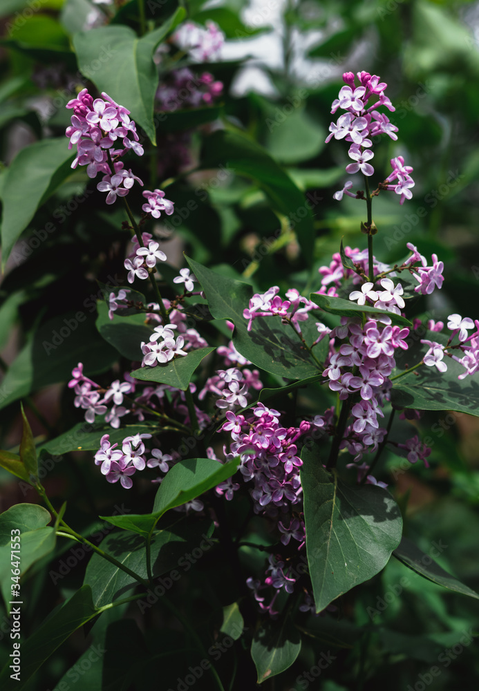 Fototapeta premium Blooming branch of lilac. Fragrant flowering lilac Bush in spring.