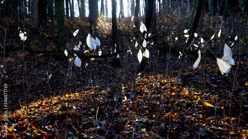 White dry leaves highlighted by the early spring sun in a magical forest scenery