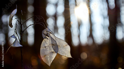 White dry leaves highlighted by the early spring sun in a magical forest scenery