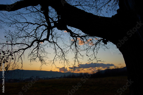 An old tree bends its branches over the horizon in the last rays of the sun