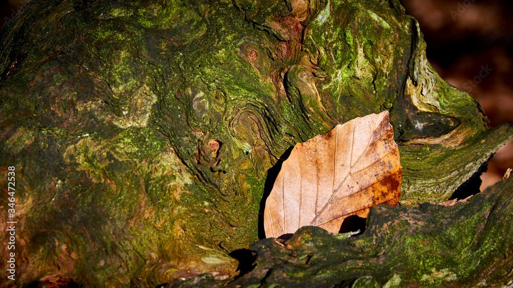 Characteristic forms of roots and remains of swollen trees Stock Photo ...