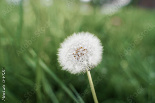 Pusteblume