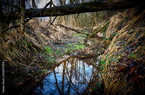 Mossy trees in a wild and wet forest fallen in the riverbed trough