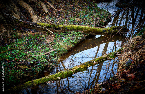 Mossy trees in a wild and wet forest fallen in the riverbed trough