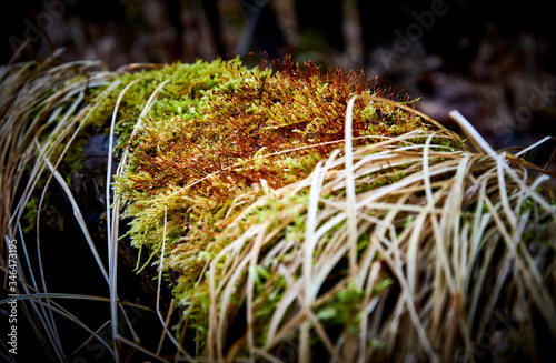 Mossy tree in a wild and wet forest surrounded by dry leaves and unchanged nature