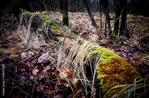 Mossy tree in a wild and wet forest surrounded by dry leaves and unchanged nature