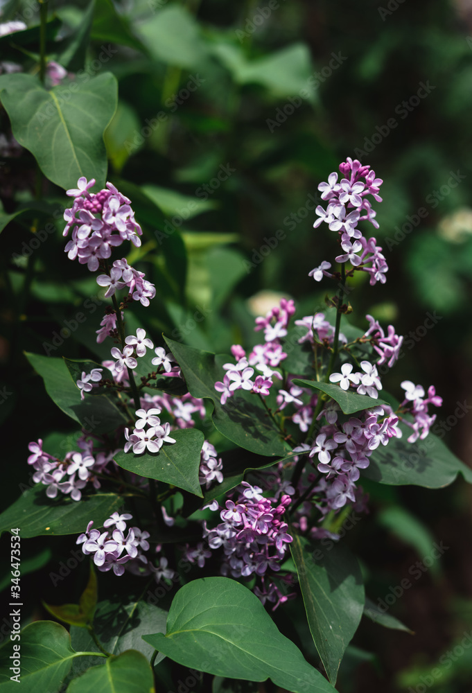 Blooming branch of lilac. Fragrant flowering lilac Bush in spring. Blooming branch of lilac. Fragrant flowering lilac Bush in spring.