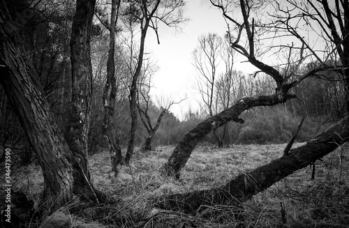 Mossy tree in a wild and wet forest surrounded by dry leaves and unchanged nature
