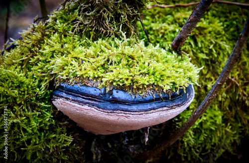 Mossy trees in a wild and wet forest felled and overgrown, covered with fungus