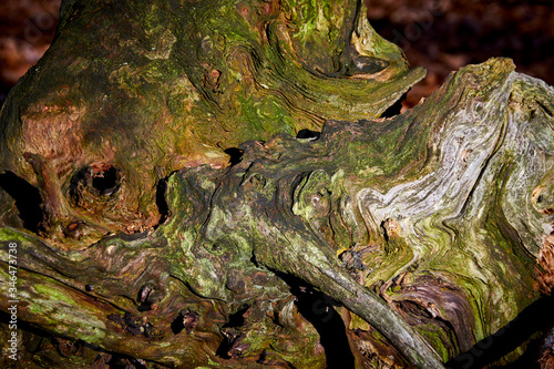 Characteristic forms of roots and remains of swollen trees
