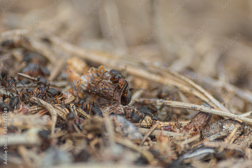 macrography with ants