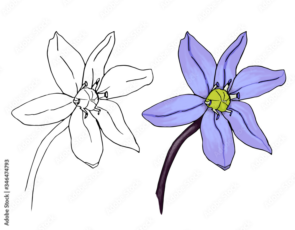 Scilla flower outline and color illustrations, Scilla monochrome contour for coloring book. Scylla spring flower