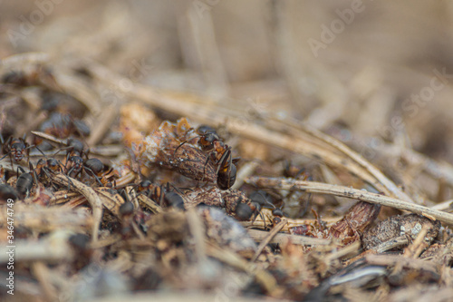 macrography with ants © hnghbn