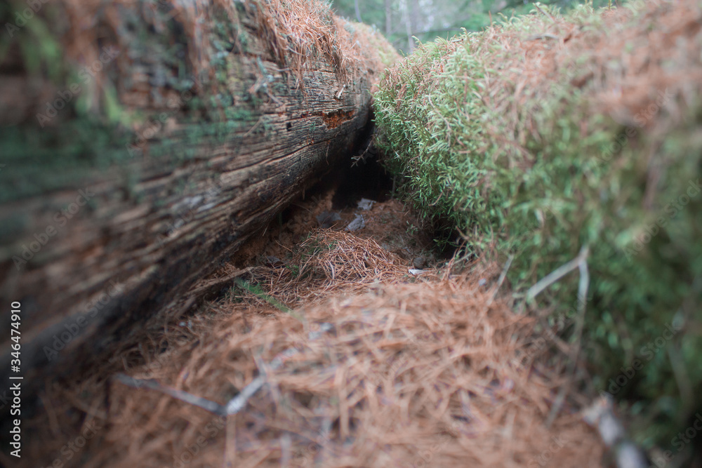 Fototapeta premium two felled trees