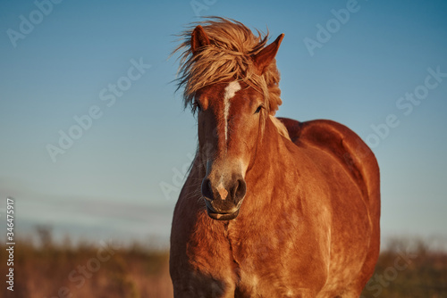 Horse in the field at the sunset. Mustang at sunset © PHOTOLIFESTYLE