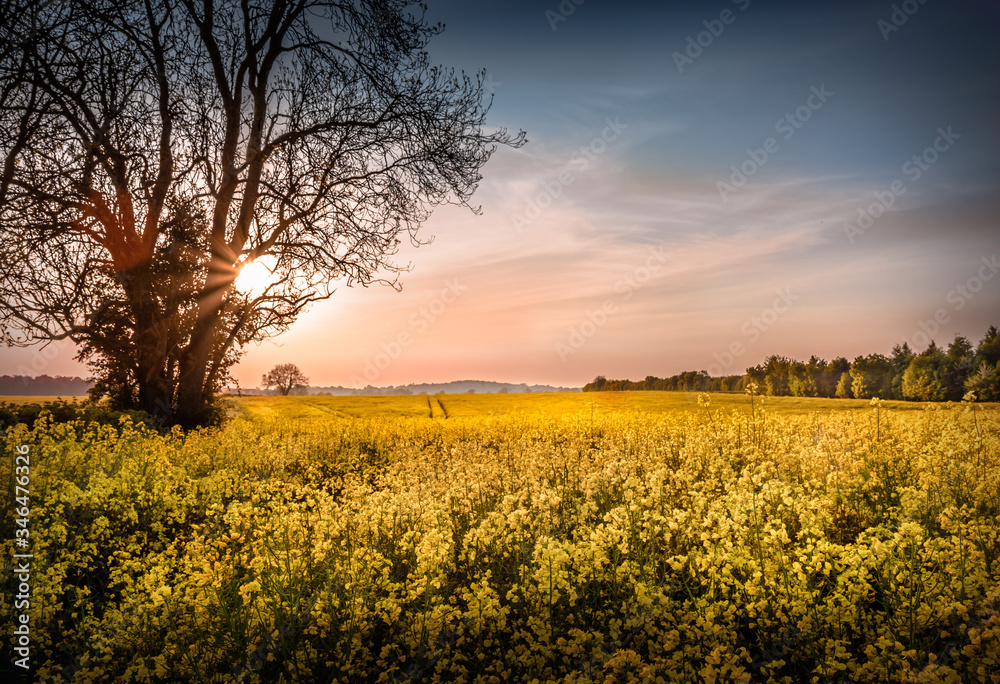 sunset over the field of rapeseed oils