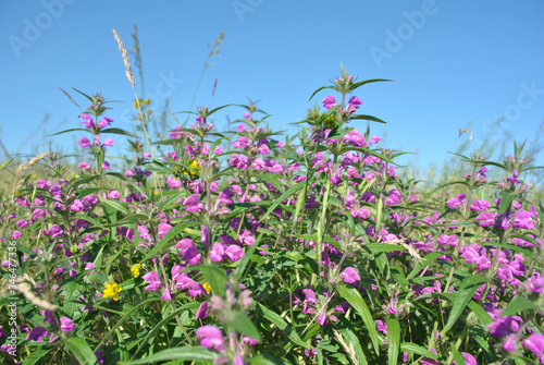 Glade of bllooming pink Salvia officinalis  garden  common  or culinary sage  flowers with some yellow buds on backdrop  bright blue sky background