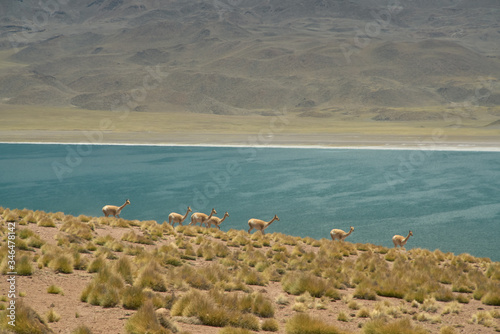 Vicugnas at the range of Miscanti Lagoon. Flamingos National Reserve Conaf. San Pedro de Atacama, Antofagasta - Chile. Desert. Andes Range & Route 23.. photo