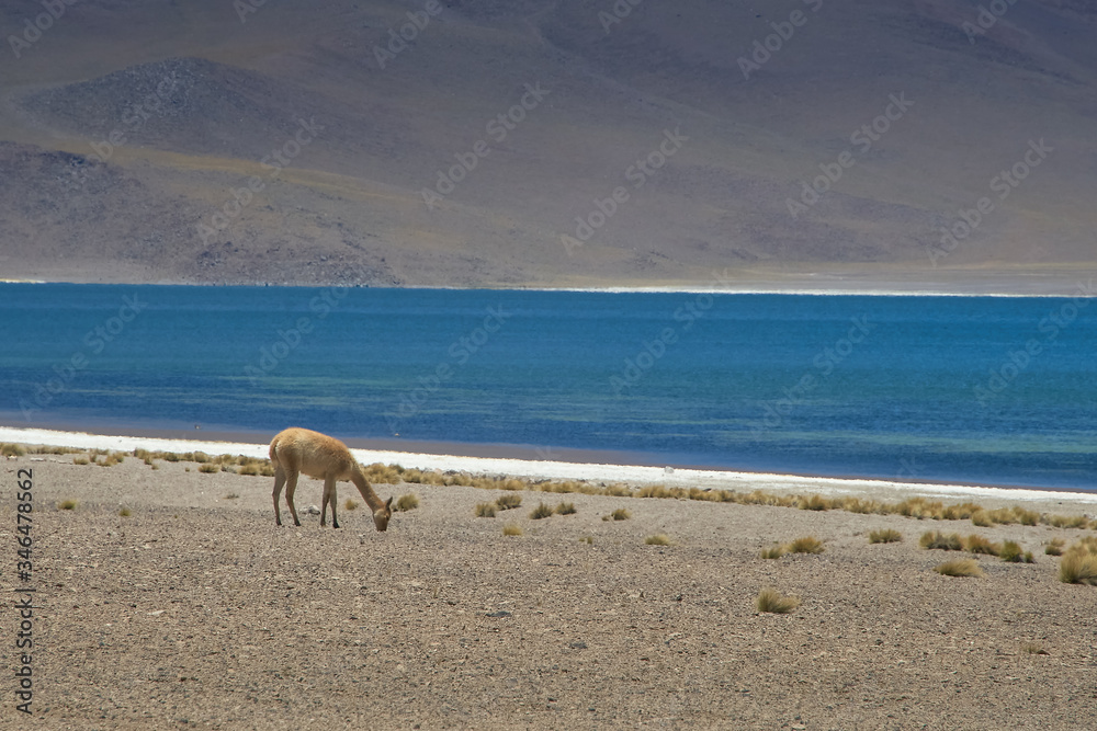 Vicugnas at the range of Miscanti Lagoon. Flamingos National Reserve Conaf. San Pedro de Atacama, Antofagasta - Chile. Desert. Andes Range & Route 23.. Vicugnas at the range of Miscanti Lagoon. Flamingos National Reserve Conaf. San Pedro de Atacama, Antofagasta - Chile. Desert. Andes Range & Route 23..