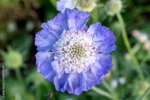 Valokuva Scabiosa caucasica a blue herbaceous perennial spring summer flower plant common