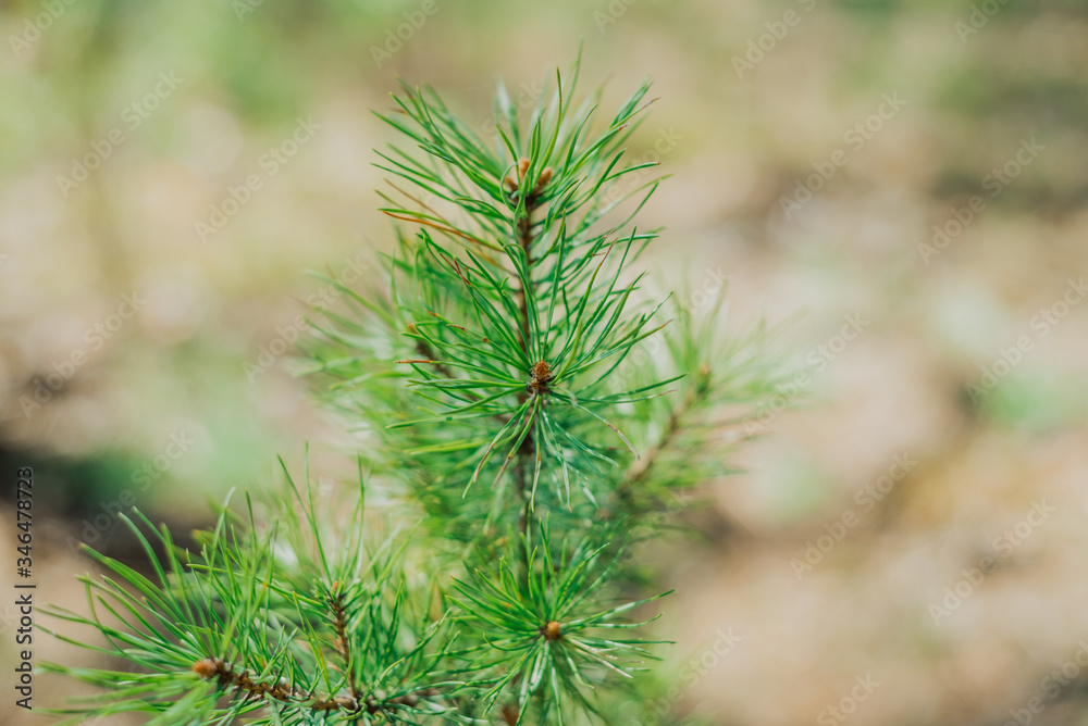 texture of a Christmas tree and a wild forest in the mountains texture of a Christmas tree and a wild forest in the mountains