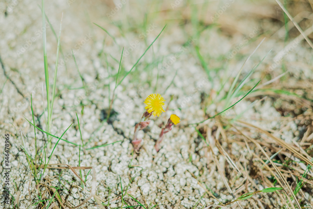 yellow flower in the forest against the sky and grass yellow flower in the forest against the sky and grass