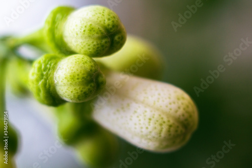 Close up view of several tiny lemons. Closed growing buds on a tree with shallow depht of field. Airy green stock photo. Gardening and spring time concept. Side view photo
