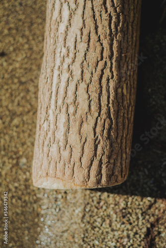 texture of the bark tree at sunset.