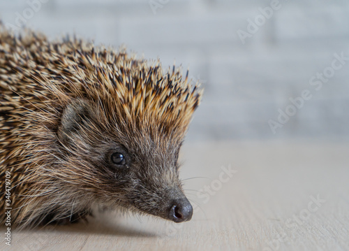 Wild hedgehog. Small mammal with spiny hairs on its back and sides