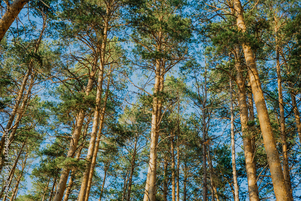 landscape pine forest at sunset on the lake landscape pine forest at sunset on the lake