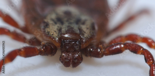 Super macro close up of parasitic Dermacentor reticulatus, also known as the ornate cow tick, ornate dog tick, meadow tick, and marsh tick. It is found in wood areas in Europe and Western Asia. photo