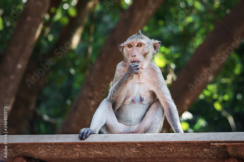 Monkey sits on a wooden roof in Thailand