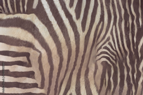 zebra skin texture abstract background