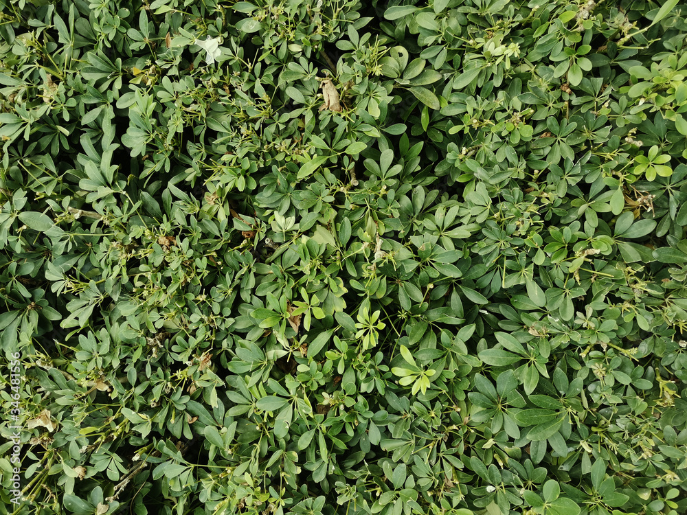 a green shrubs texture close up view a green shrubs texture close up view