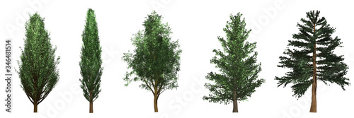 Cypress  Cupressus  and Pine  Pinoideae  trees collection isolated on white background.