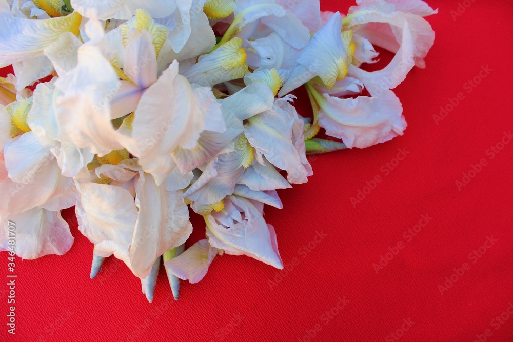White irises on a red background. Frame of fresh blue and white flowers isolated on a red background with place for text. White petals on a colored Spring background. View from above.