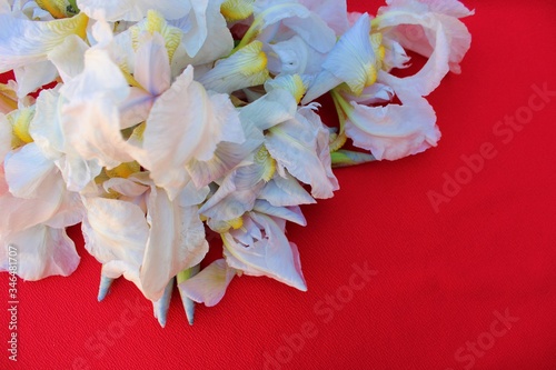 Obraz na płótnie White irises on a red background. Frame of fresh blue and white flowers isolated on a red background with place for text. White petals on a colored Spring background. View from above. w salonie