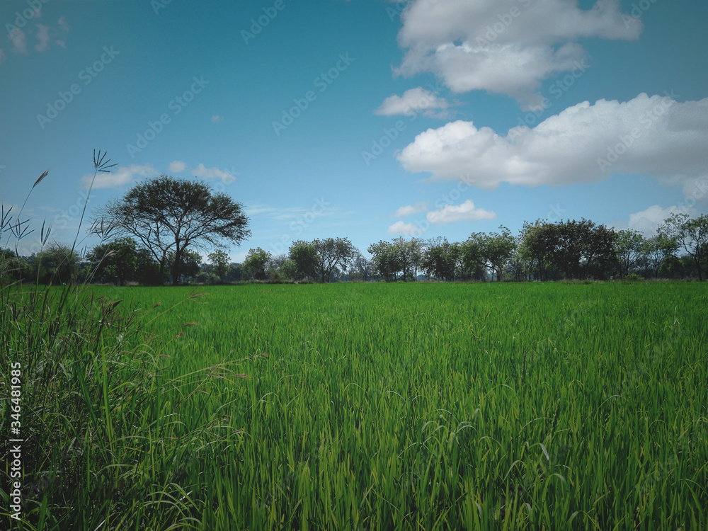 Obraz premium Lush Green Paddy Field with clouds