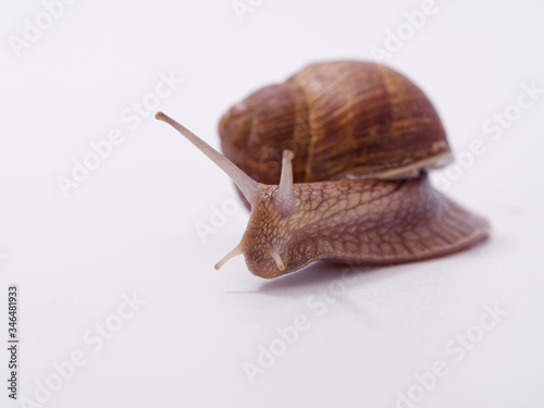 large grape snail on a white background