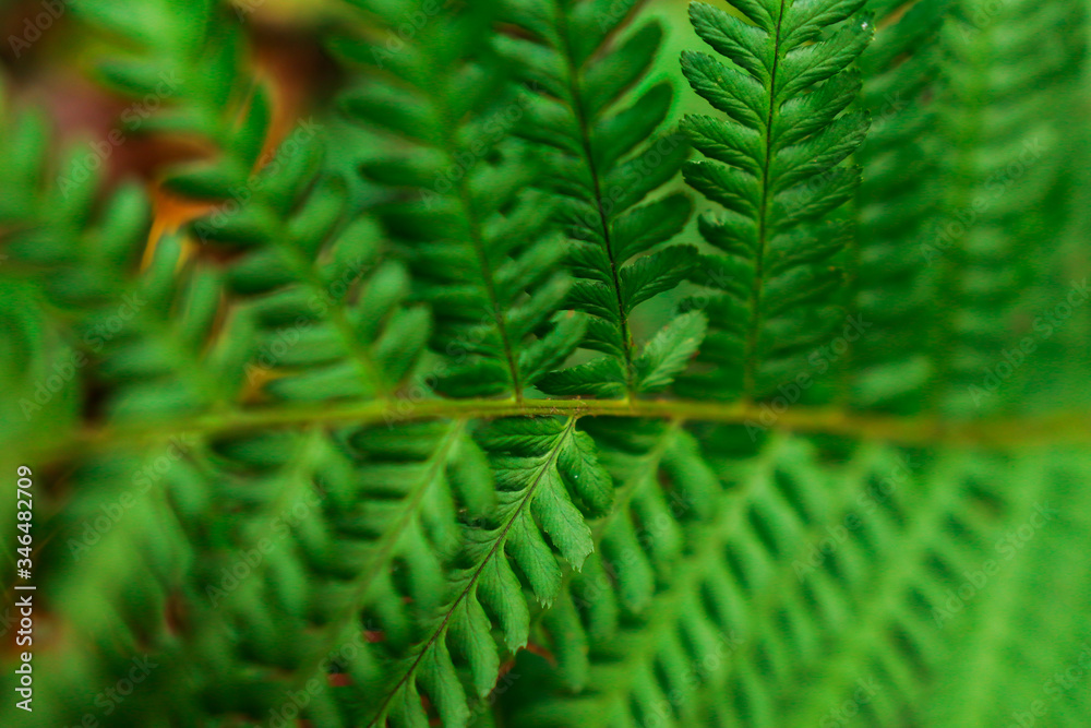Fern plant in the forest 
