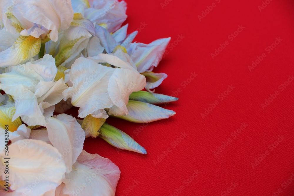White irises on a red background. Frame of fresh blue and white flowers isolated on a red background with place for text. White petals on a colored Spring background. View from above.