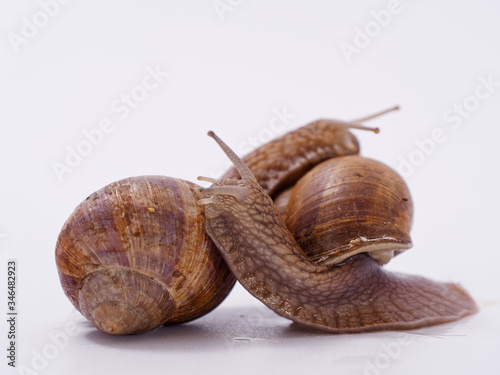 large grape snail on a white background