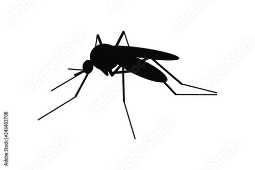 mosquito isolated on white vector © Kseniia