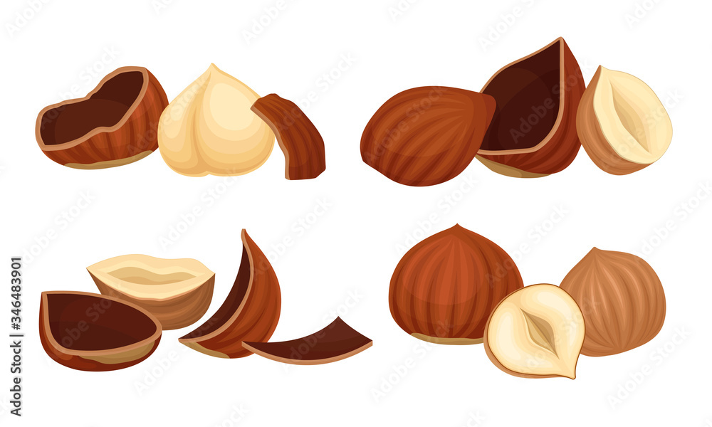 Realistic Hazelnuts with Whole and Cracked Shell Vector Set