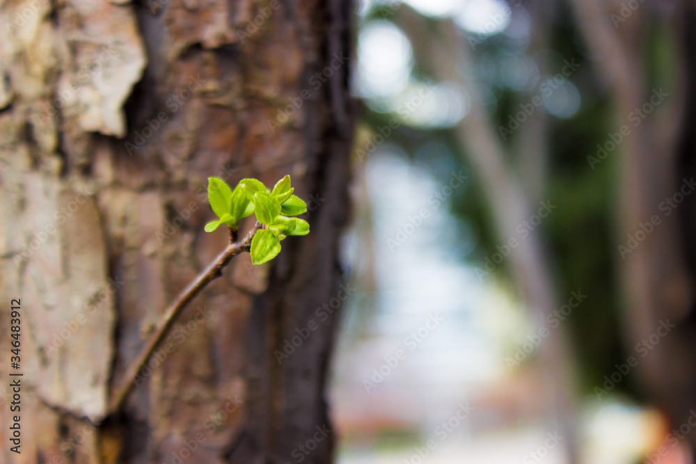 a young new branch growing from the trunk of a tree