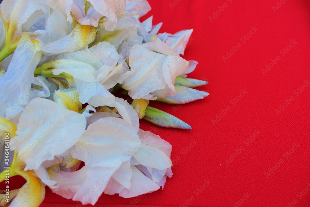 White irises on a red background. Frame of fresh blue and white flowers isolated on a red background with place for text. White petals on a colored Spring background. View from above.