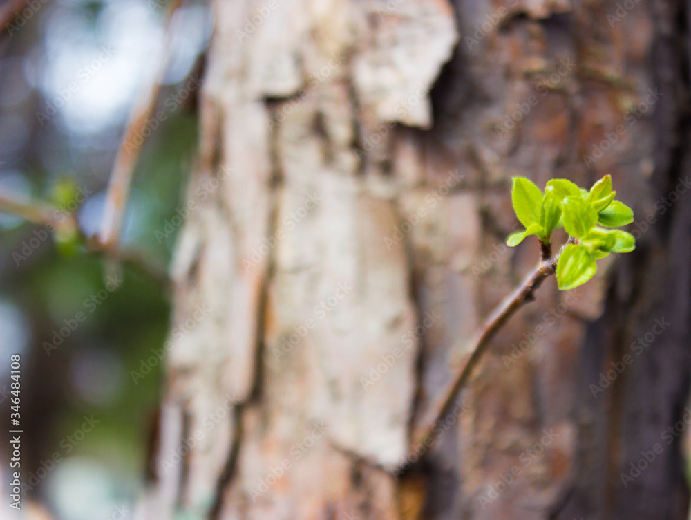 a young new branch growing from the trunk of a tree