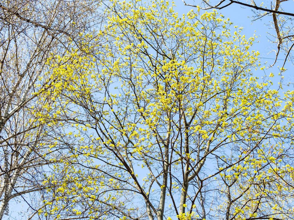 spring in city - blossoming maple trees with blue sky on background in urban yard spring in city - blossoming maple trees with blue sky on background in urban yard