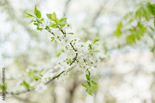 cherry blossom in spring